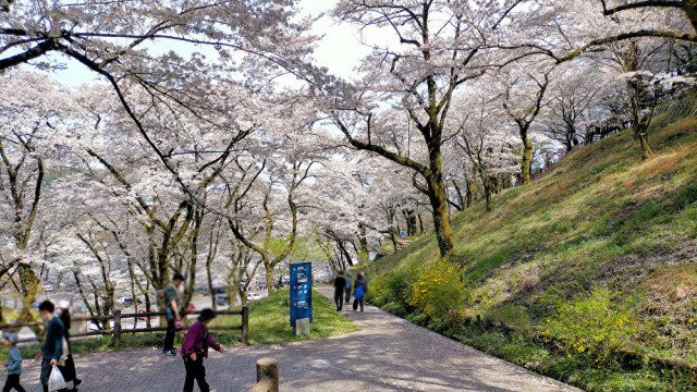 津久井湖城山公園【相模原市】